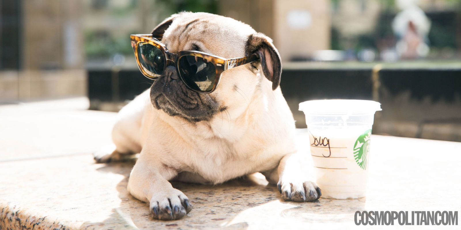 You Must See This Pug Do A Spot On Harry Styles Impression