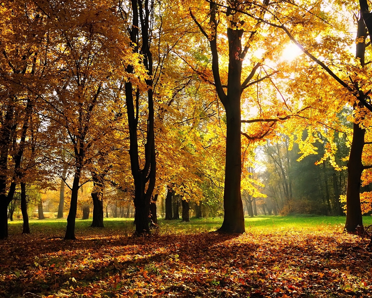 Sunny Autumn Desktop Wallpaper