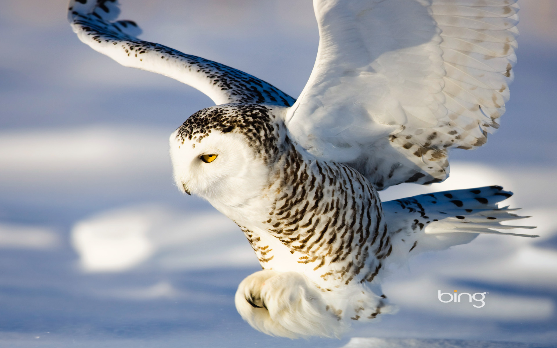 Snowy Owl HD Backgrounds WallpapersCharlie