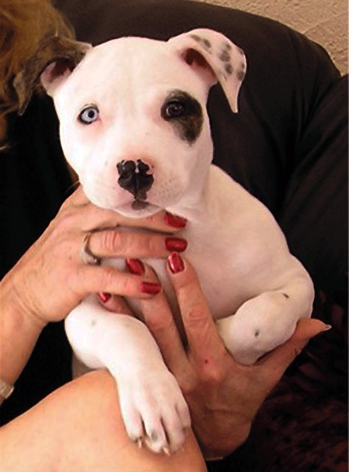 Animalpictures1 R Dog Baby American Pit Bull Terrier Htm