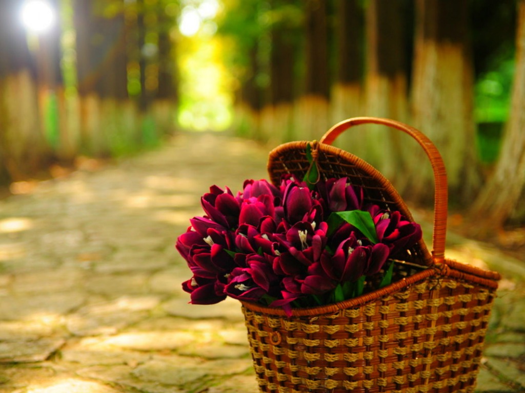 Tulips Flowers Basket One HD Wallpaper Pictures