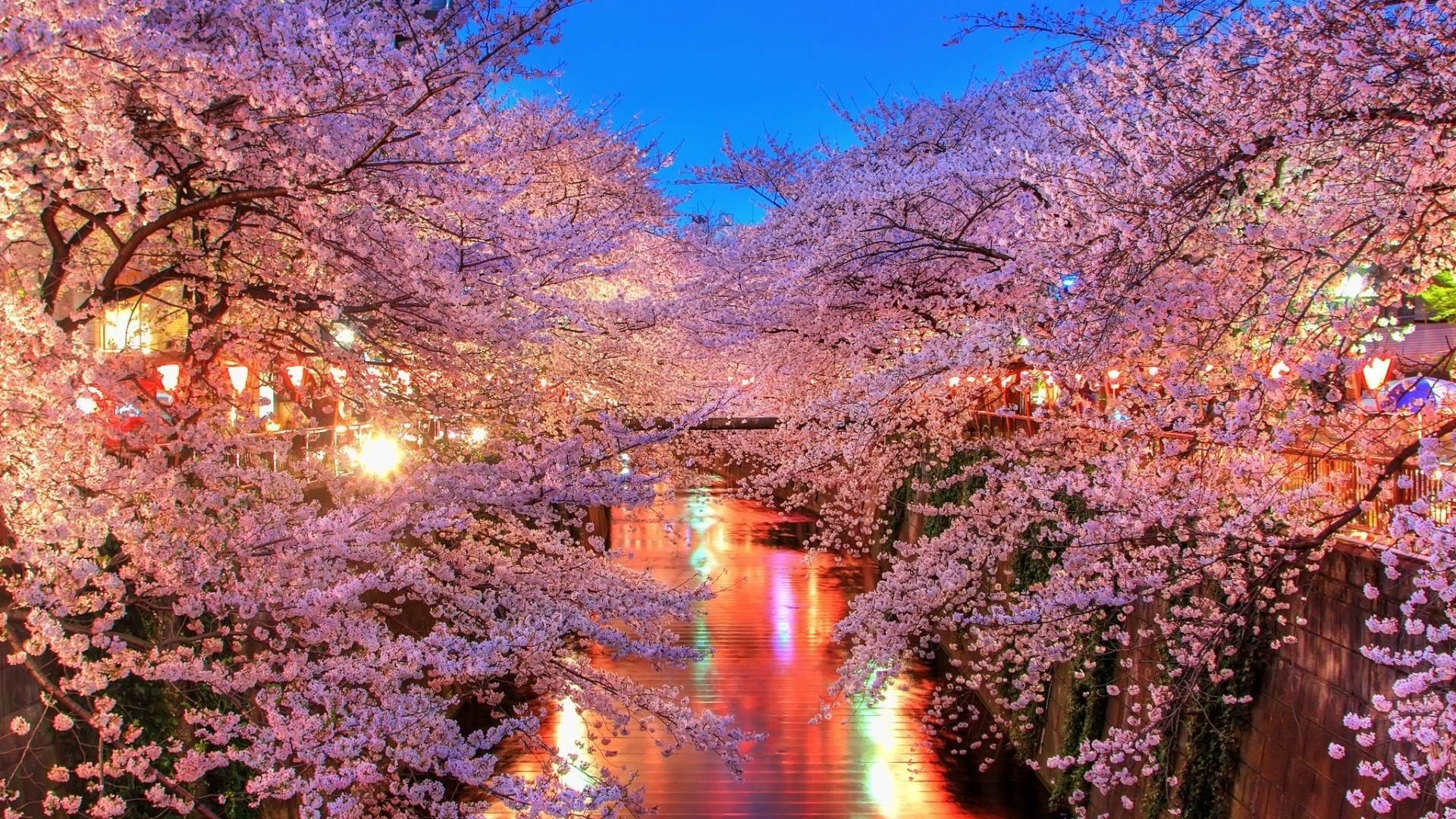 City Lights Cherry Blossoms Wallpaper