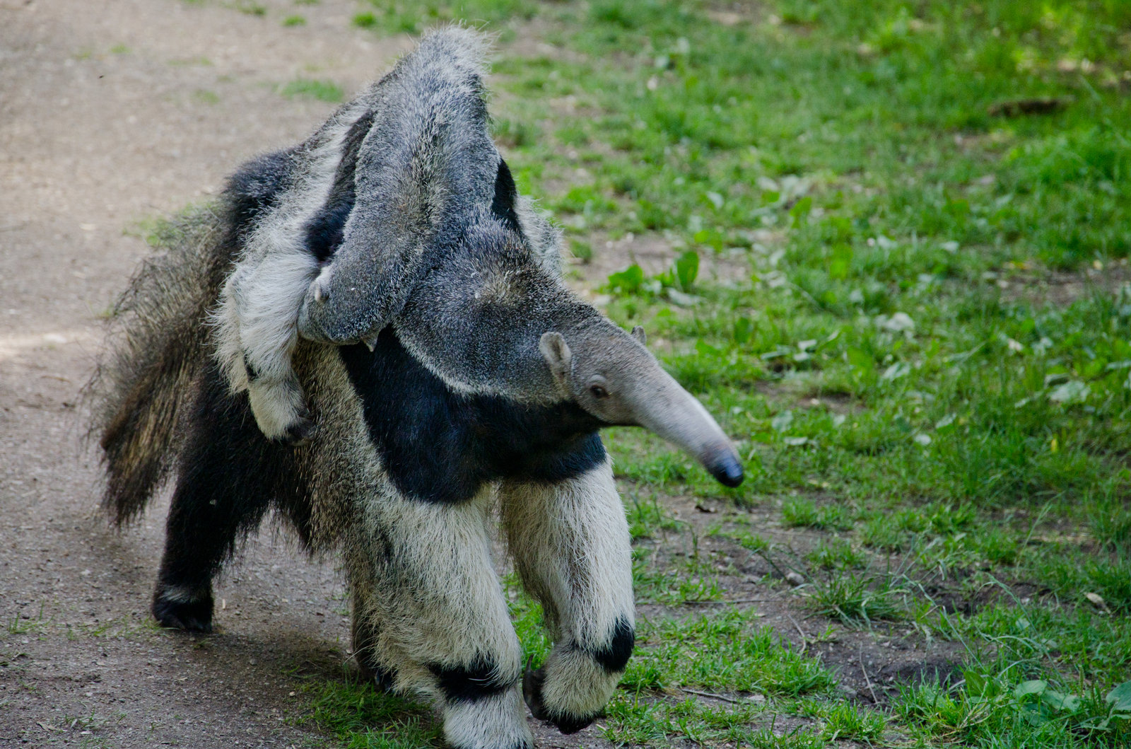 Giant Anteater Baby By Leoric777