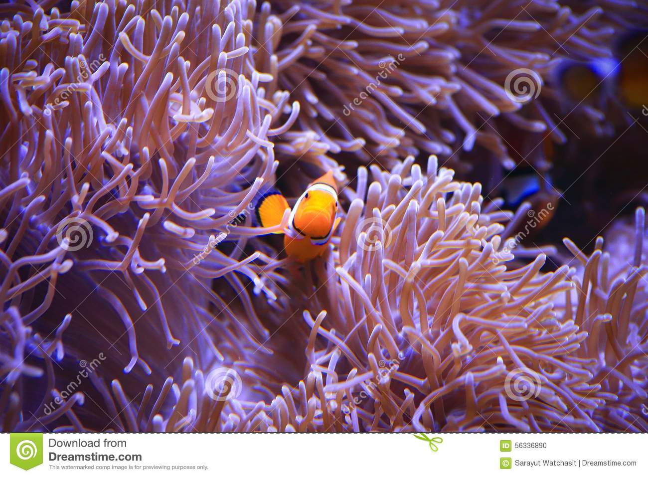 Clownfish Background Wallpaper