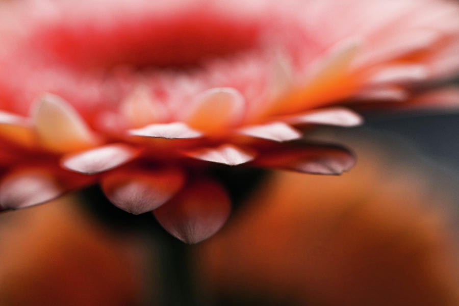 Flower Plant Beautiful Background Sophisticate Nice Nature