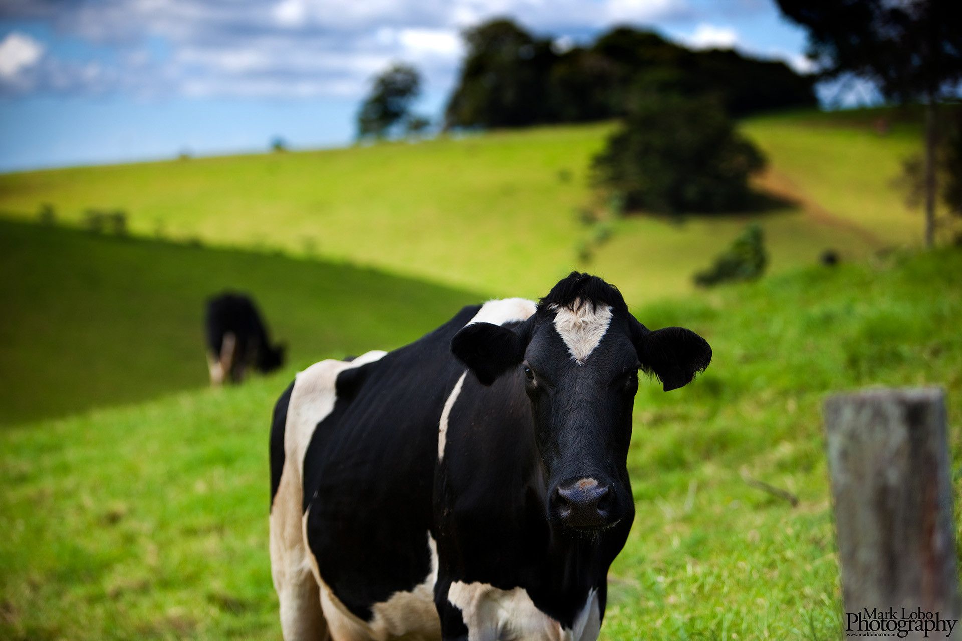 Cow Wallpaper High Definition Background
