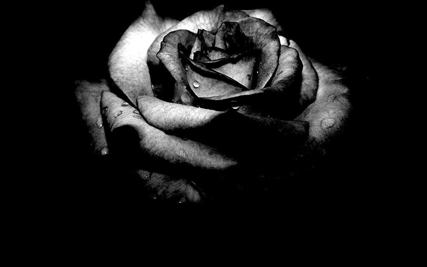 Roses Black And White Wallpaper Image Amp Pictures Becuo