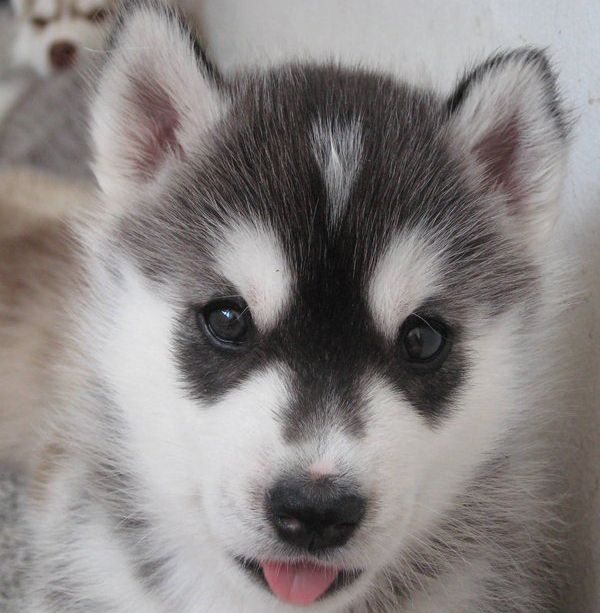 Alaskan Husky Puppy Pictures