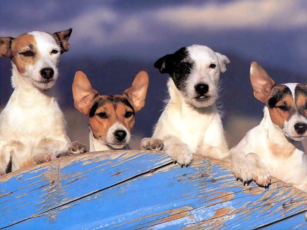 Jack Russell Wallpaper Fun Animals Wiki Videos Pictures Stories