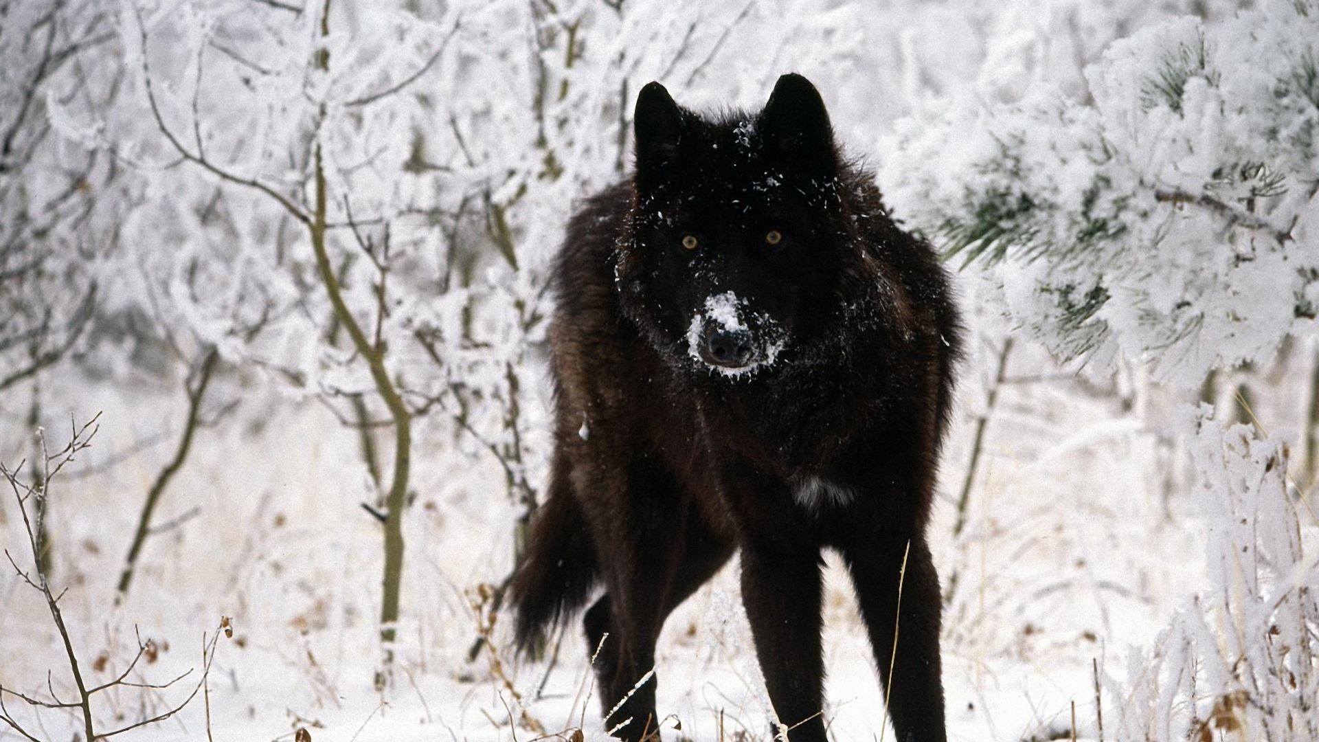 A majestic black wolf with snow-dusted fur stands alert amidst a snowy forest
