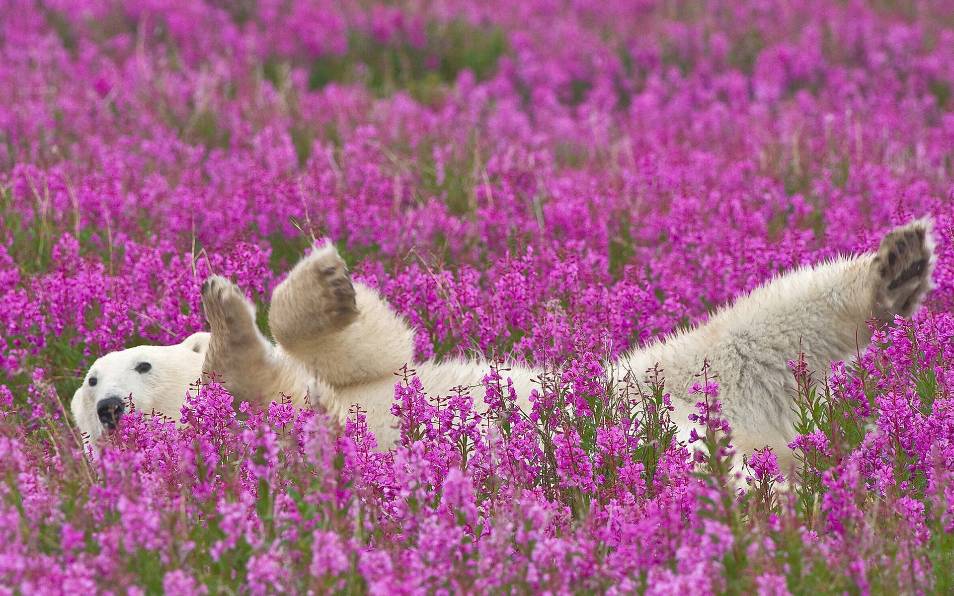 Polar Bear Wallpaper Lavendar Field HD