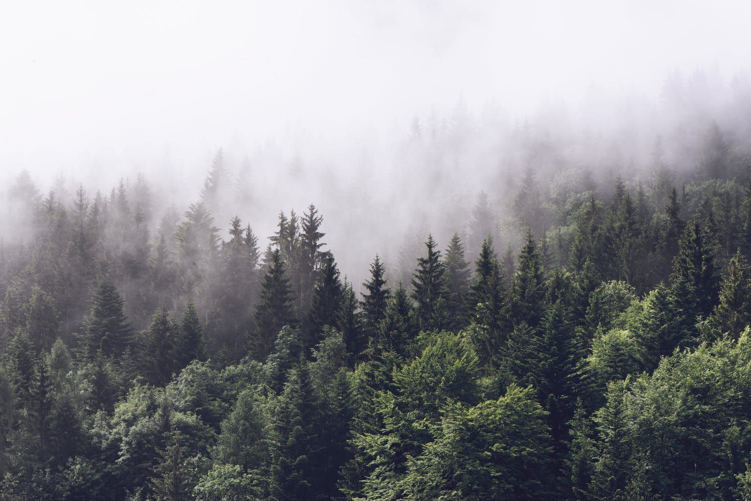 Misty Forest, forest, foggy, misty, autumn, nature, HD wallpaper | Peakpx