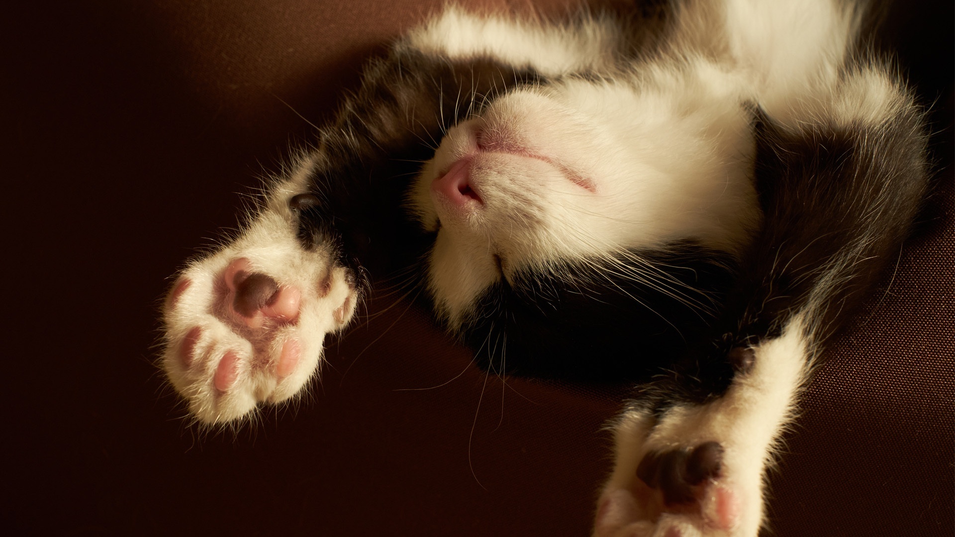 Cute Kitten Sleeping Black And White Wallpaper Widescreen