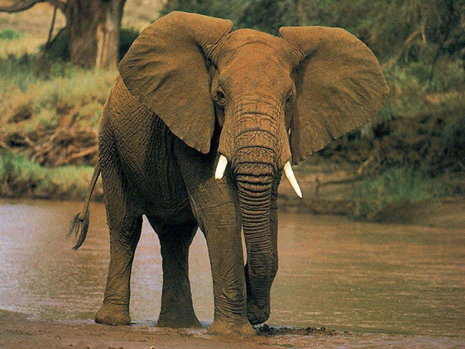 Wallpaper African Elephant
