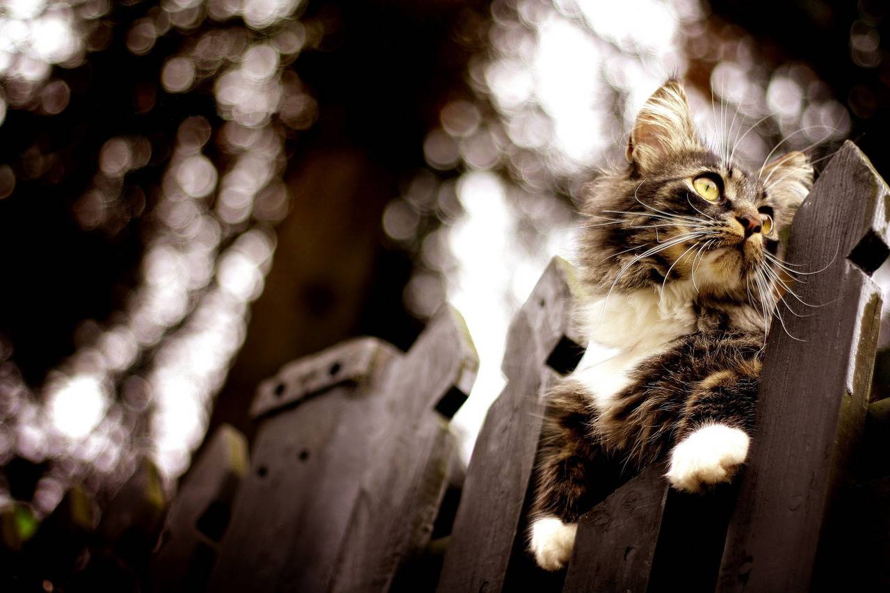 Pics Photos   Maine Coon Cat Wallpapers