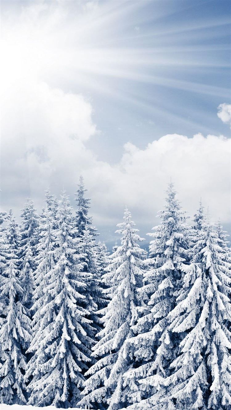 Winter Forest Phone Wallpaper