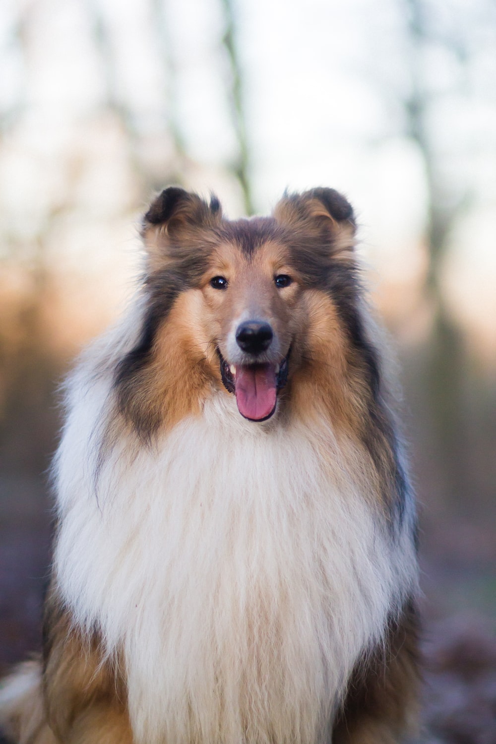 White Brown And Black Rough Collie Photo Dog Image