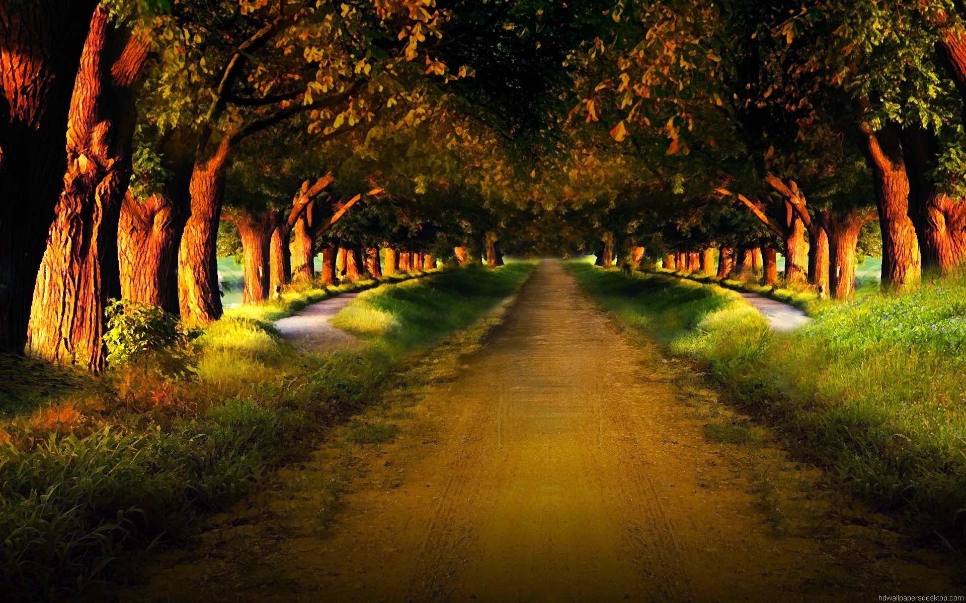 A picturesque dirt road winds through a canopy of trees, bathed in the golden light of late afternoon