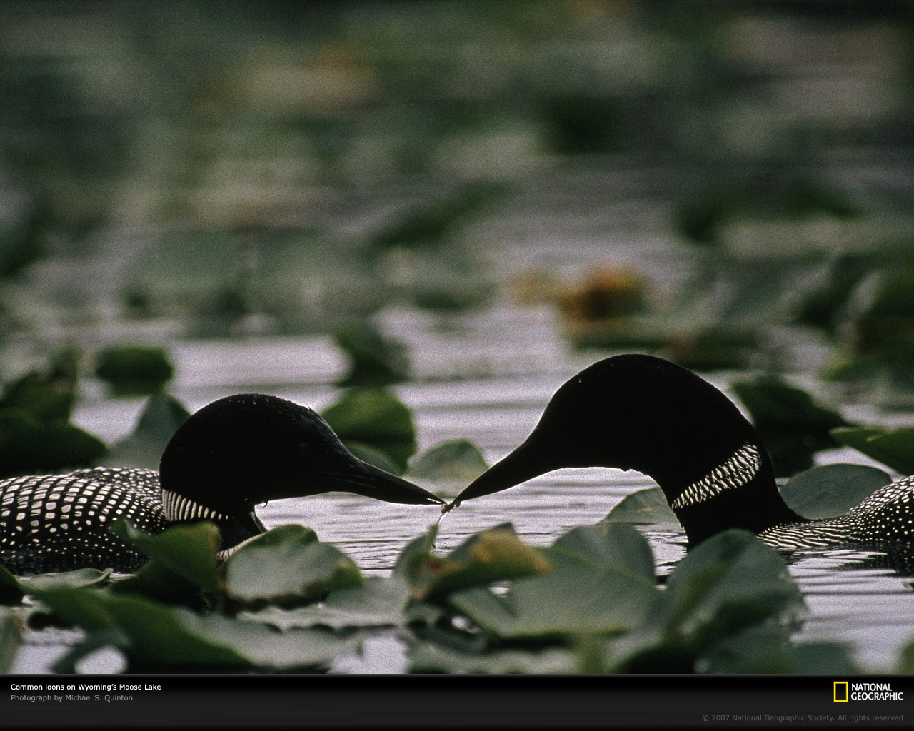 Loons Photo Of The Day Picture Photography Wallpaper National