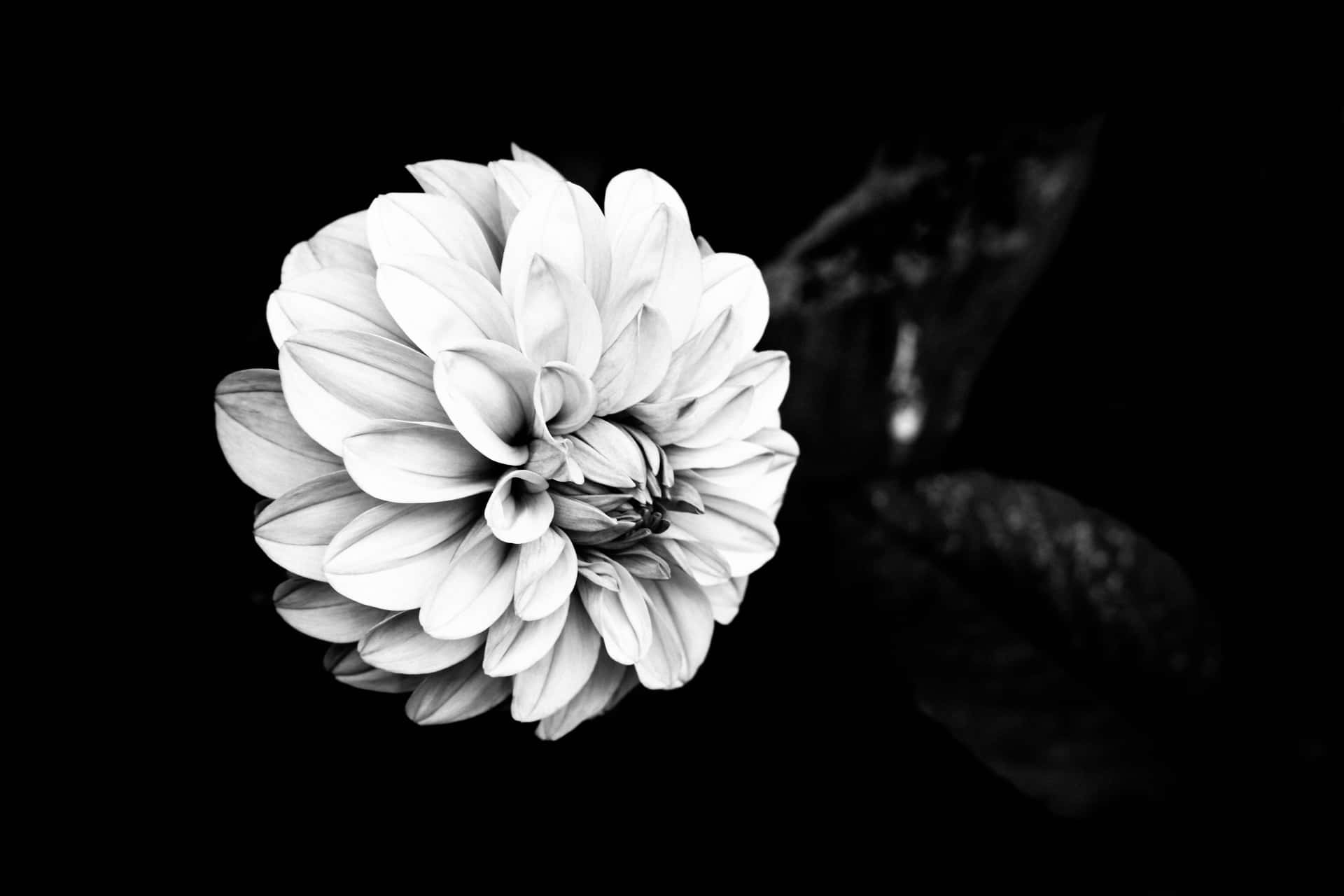 A Stunning Black And White Flower Wallpaper