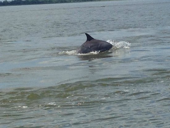 Picture Of Captain Mike S Dolphin Tours Tybee Island TriPadvisor