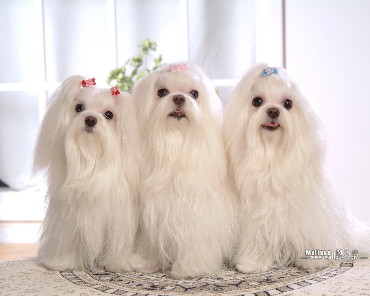 Maltese Puppies Wallpaper Pictures No