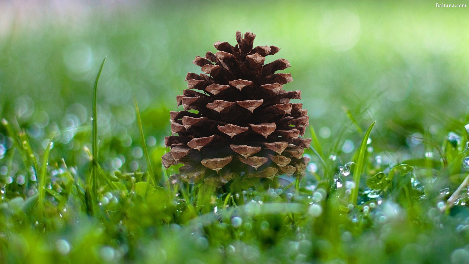 Pine Cone Wallpapers HD Backgrounds Images Pics Photos Free