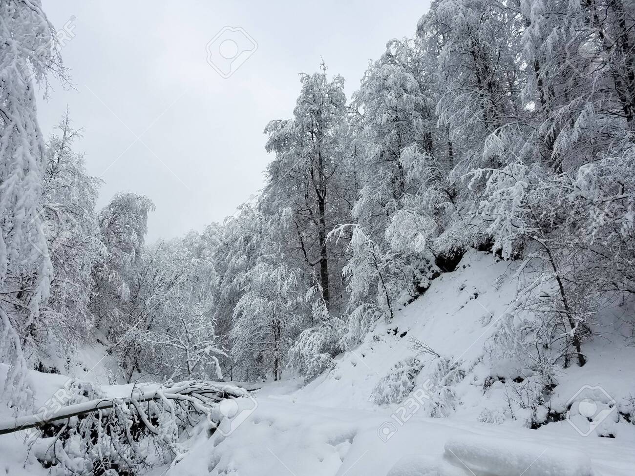 Frozen Forest With Trees Covered In Heavy Snow And Ice For Winter