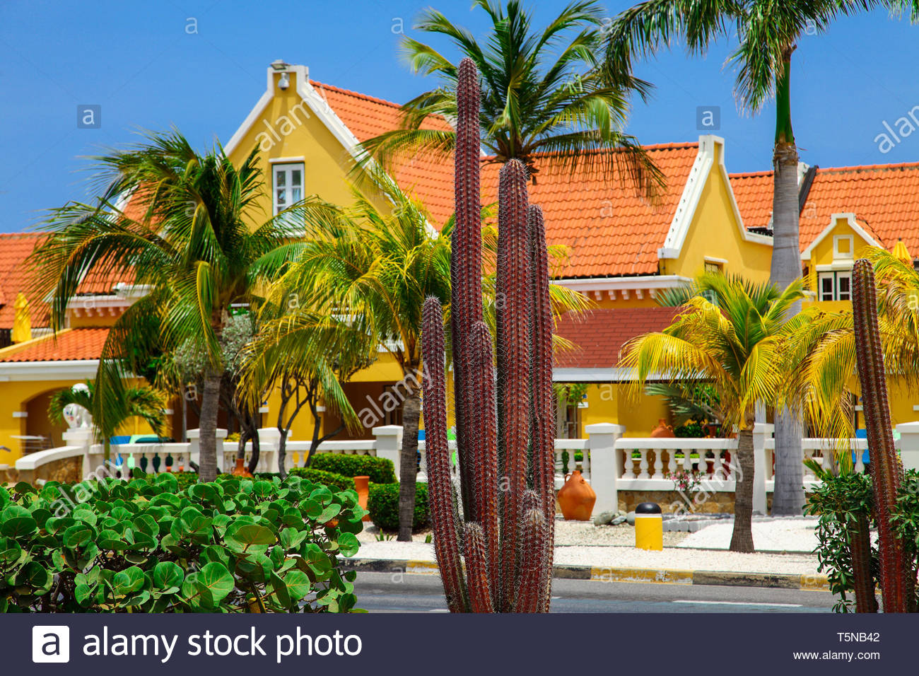 Cacti With Villa In Background On Aruba Stock Photo