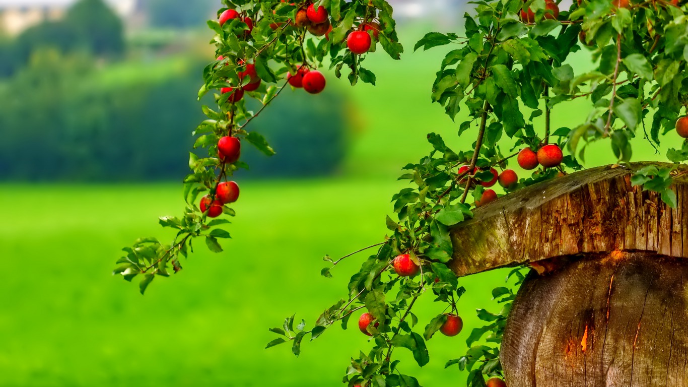 The Red Berry Tree Computer Wallpapers Desktop Backgrounds 1366x768 1366x768