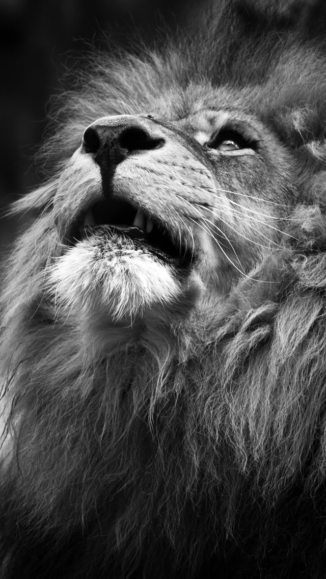 Majestic Lion Portrait iPhone 5 Wallpaper iPod Wallpaper HD   Free
