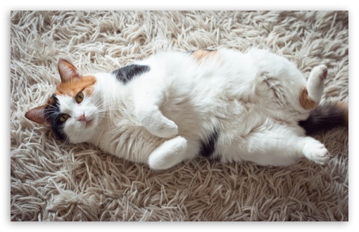 Calico Cat HD Wallpaper For Standard Fullscreen Uxga Xga Svga