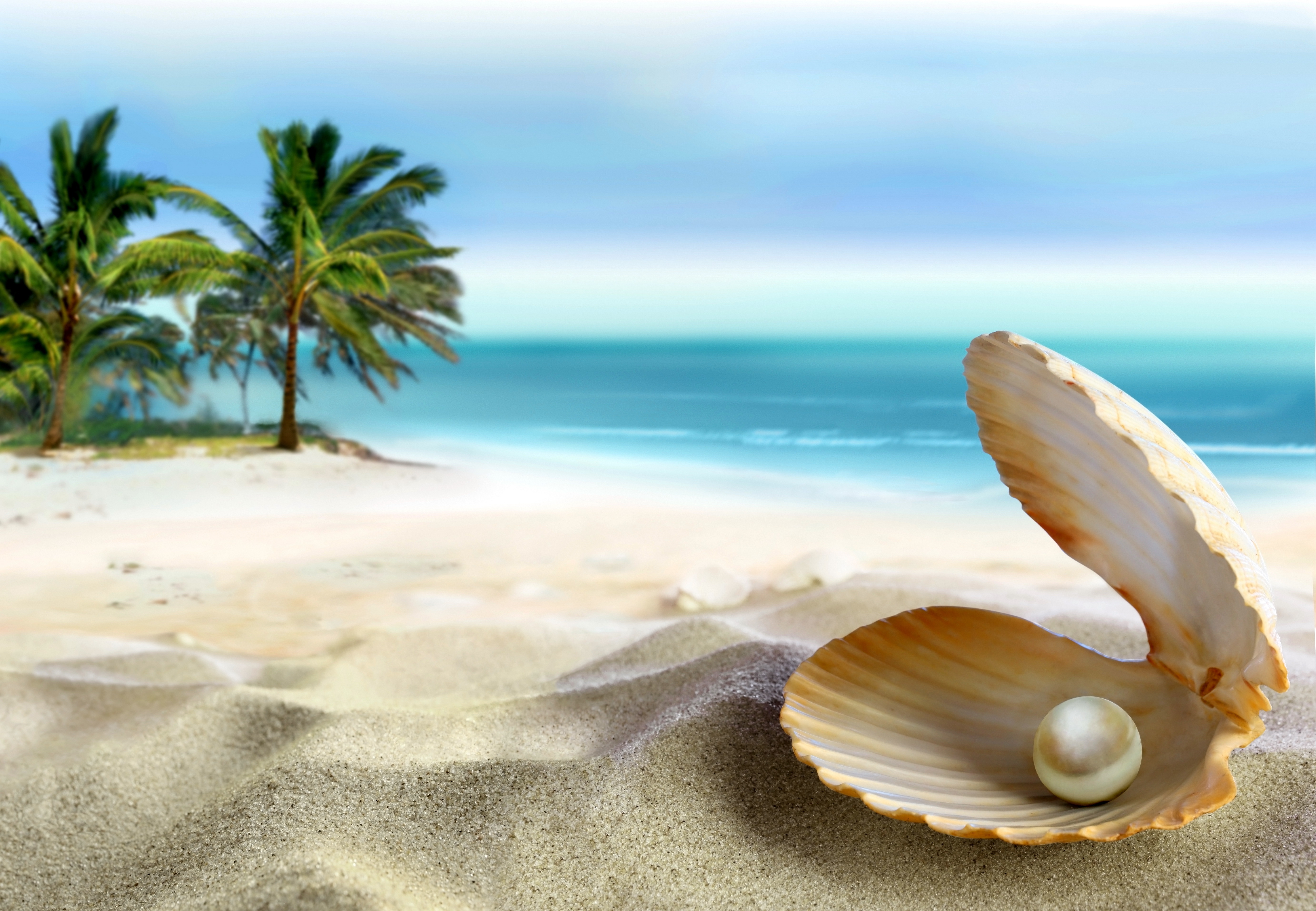Wallpaper Seashell Tropical Paradise Beach Coast Sea Blue