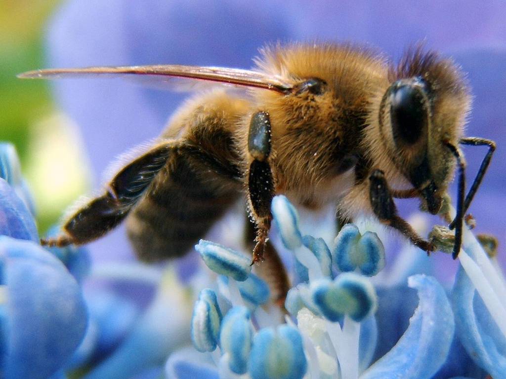 Honey Bee Full HD Desktop Picture