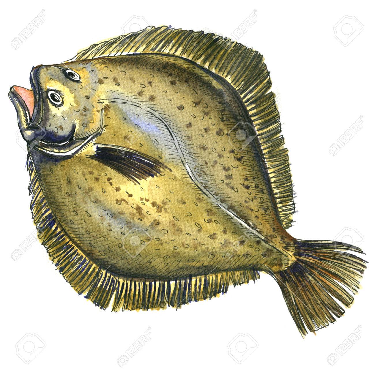 Whole Fresh Raw Plaice Fish Flatfish Flounder Isolated