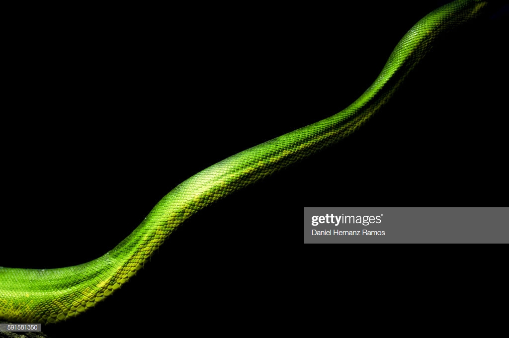 Green Tree Python Body Part Green Snake Skin Detail Morelia