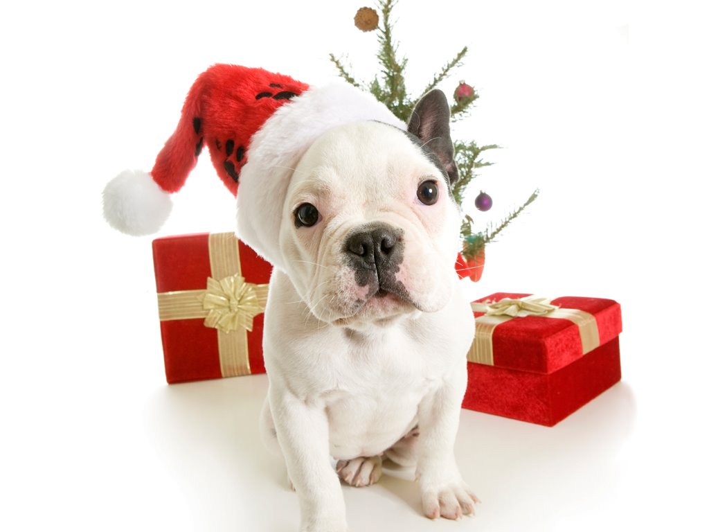 My Free Wallpapers   Nature Wallpaper Puppy   Christmas