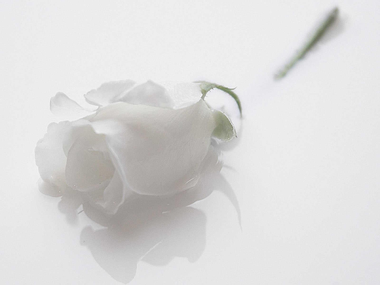 White Roses Pictures HD Wallpapers