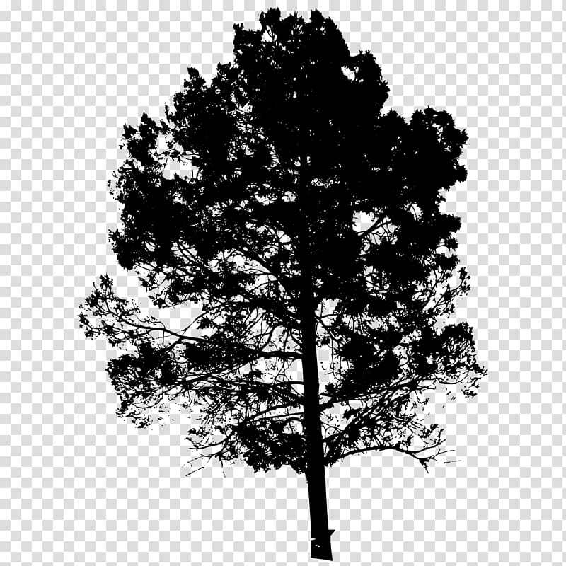Silhouette Drawing Arboles Transparent Background Png Clipart