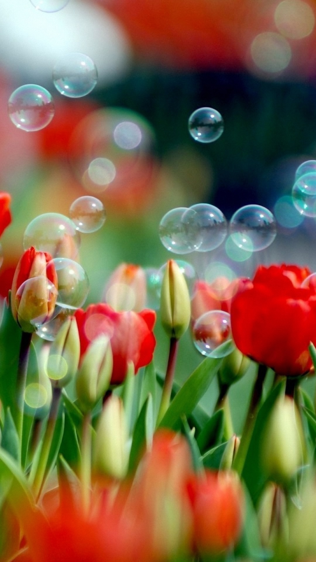 Tulips And Bubbles Wallpaper For Samsung Galaxy A7