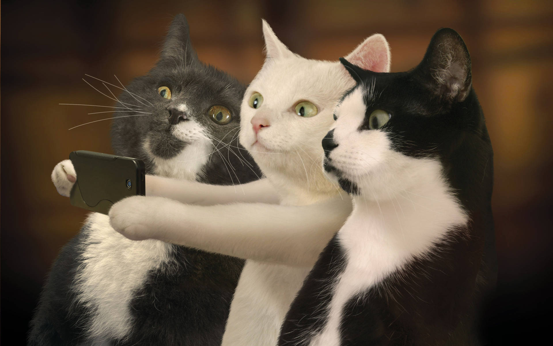 Cat Meme Wallpaper