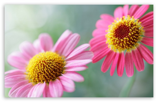 Soft Pink Daisies HD Wallpaper For Wide Widescreen Whxga