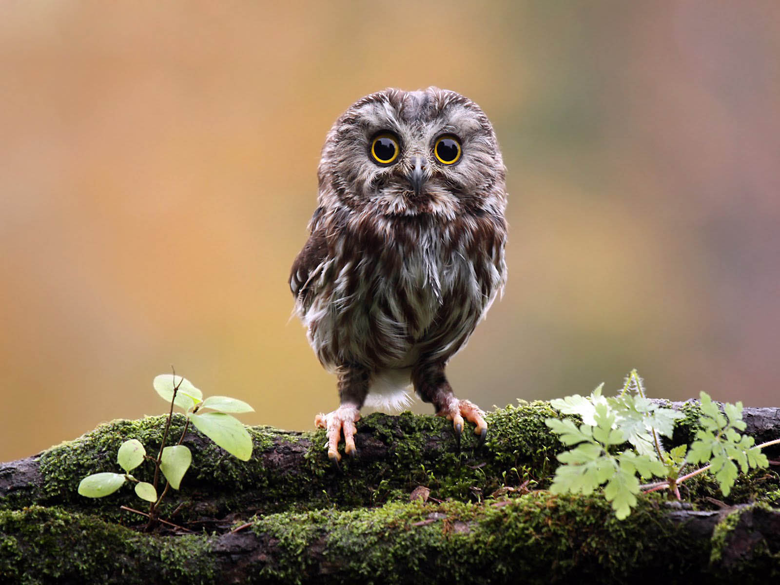 Owl Wallpaper Image Photos Pictures And Background For
