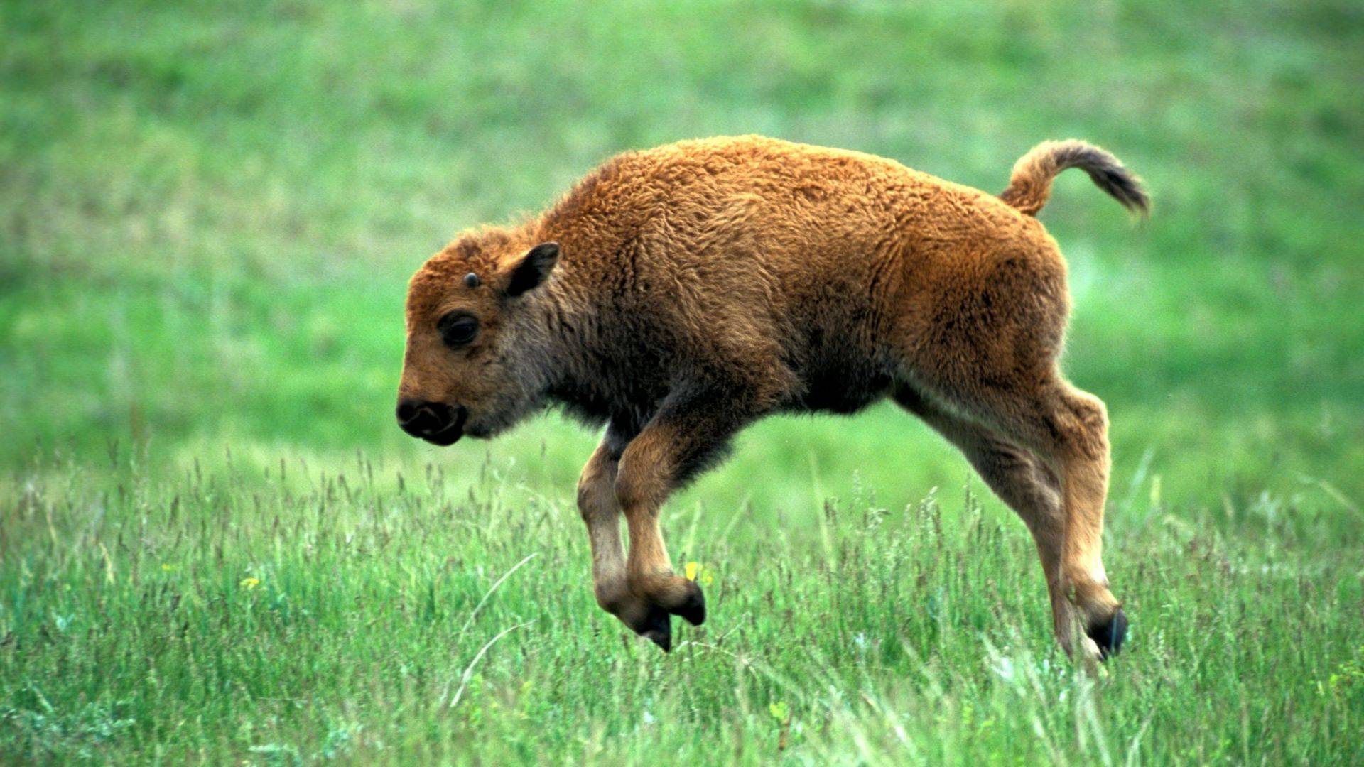 Young Bison Kicking Up His Heels Farms Are Raising For Meat