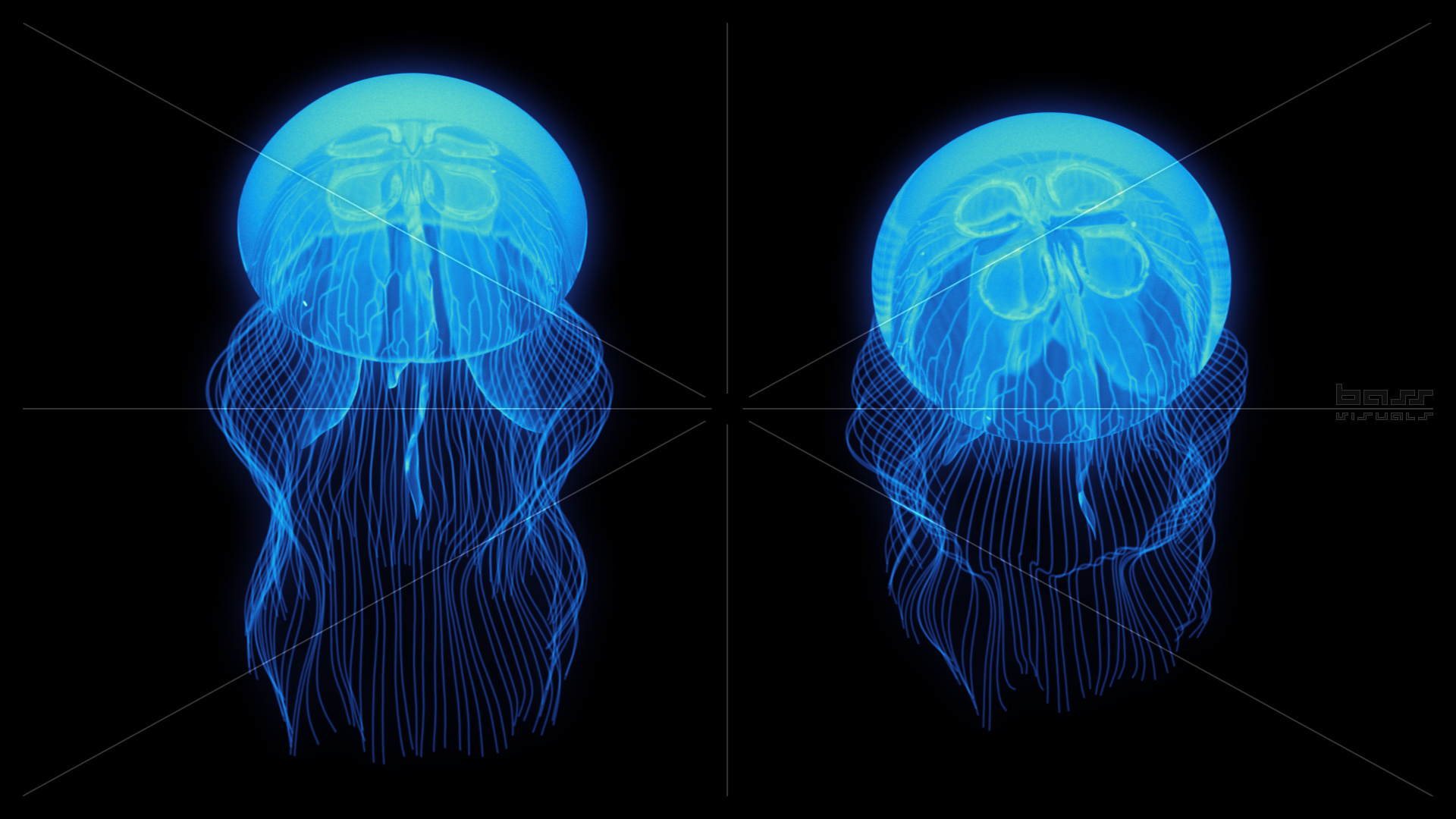 Jellyfish Black Background Wallpaper