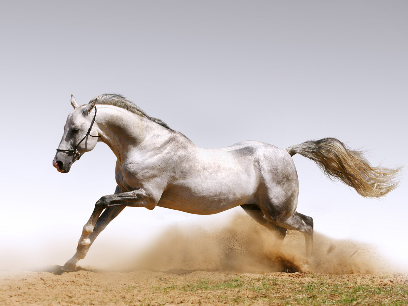48+] Running Horses Wallpaper - WallpaperSafari