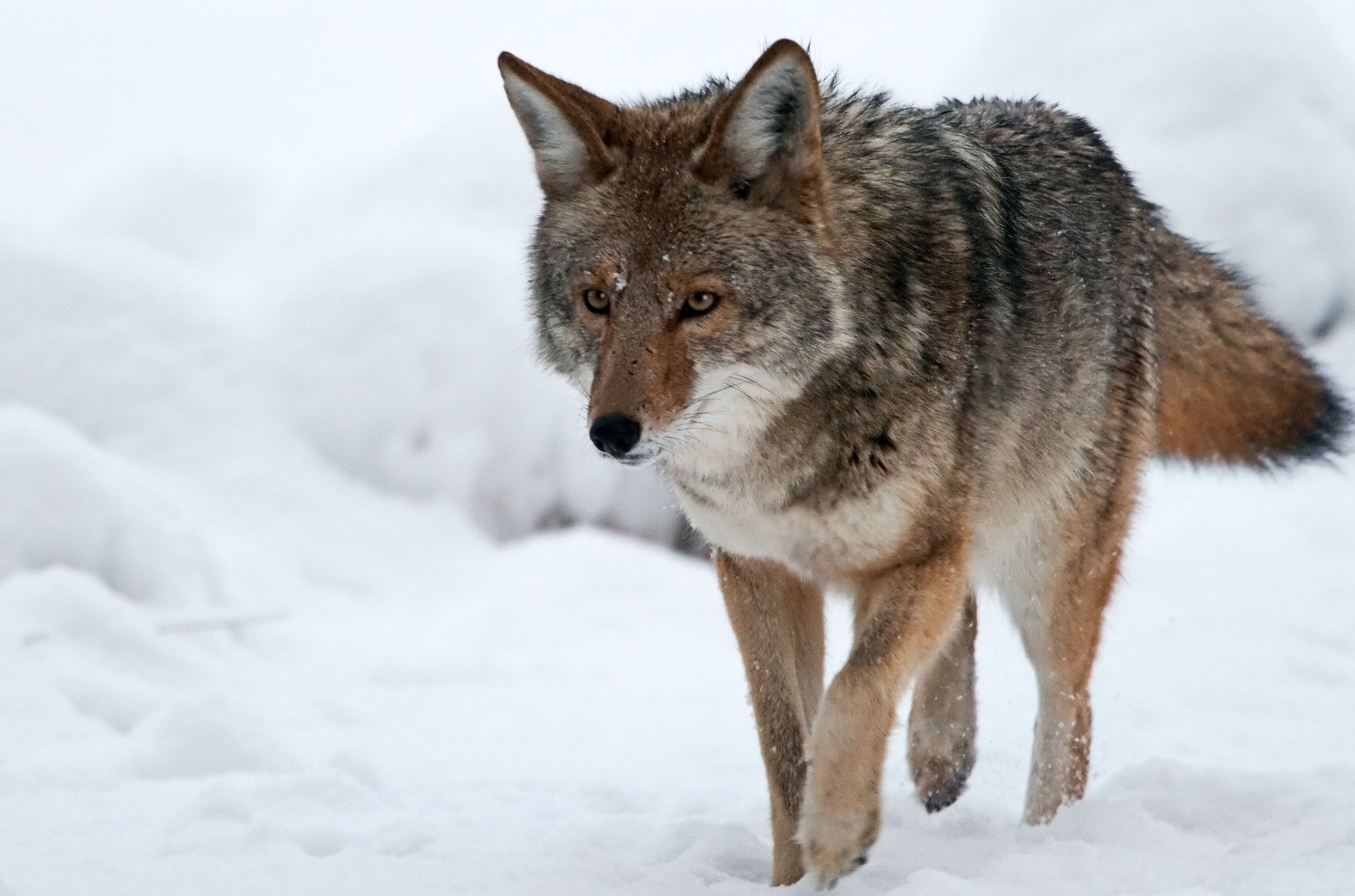 Stunning Coyote In 4k Ultra HD Wallpaper
