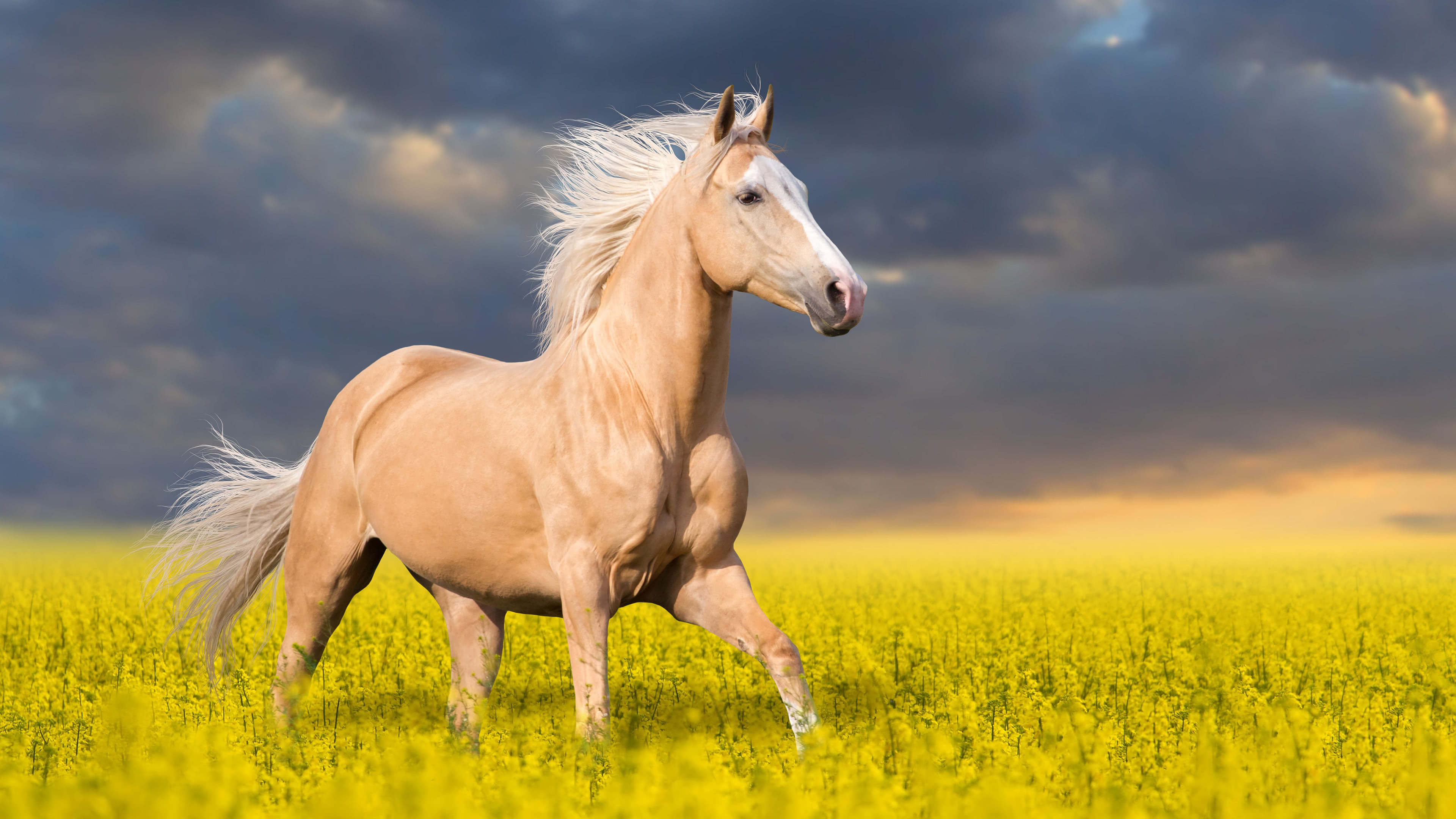 A palomino horse gallops through a field of yellow flowers under a dramatic sky
