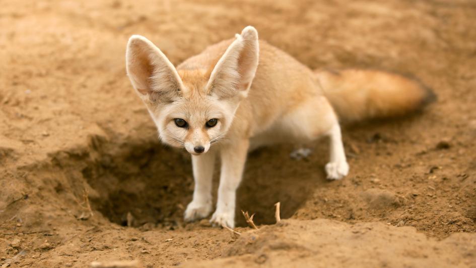 Animals Fennec Fox Photos Desktop HD Wallpaper