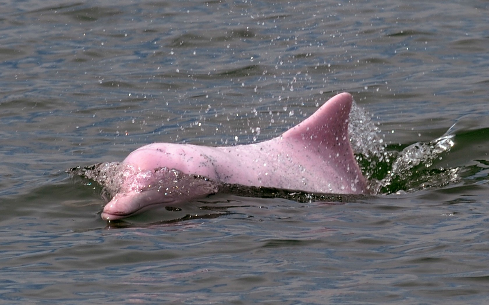  Pink Dolphin Wallpaper Best and fine collection of wallpapers HD in